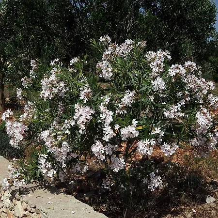 Giulia&gaia - 3* Nardò