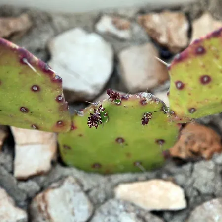 Giulia&gaia - Nardò