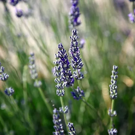 Vendégház Giulia&gaia - 3*