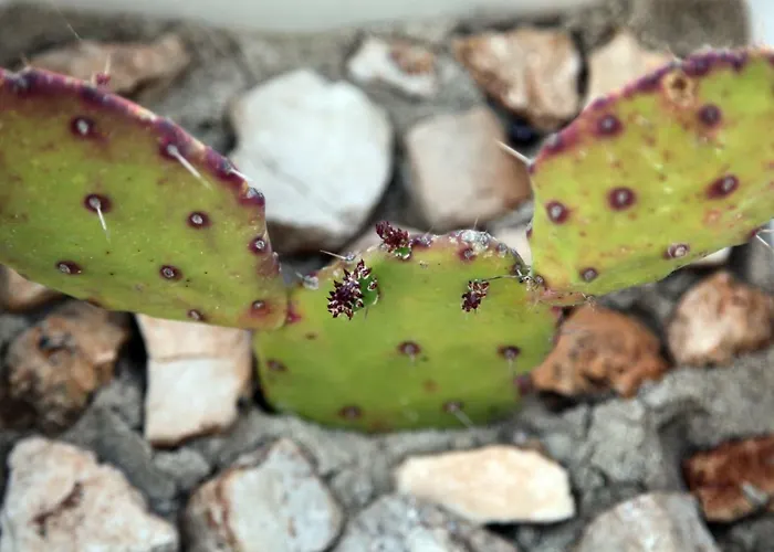 Giulia&gaia - Nardò